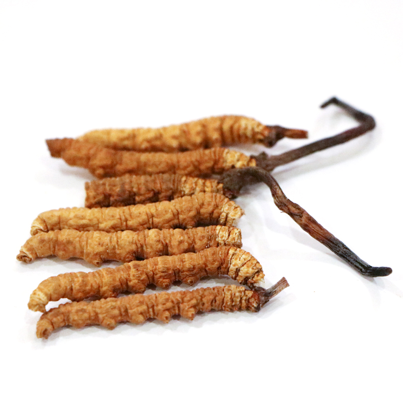 Hong Kong Kai Tai Cordyceps King Cordyceps Sinensis (Premium) (20g)