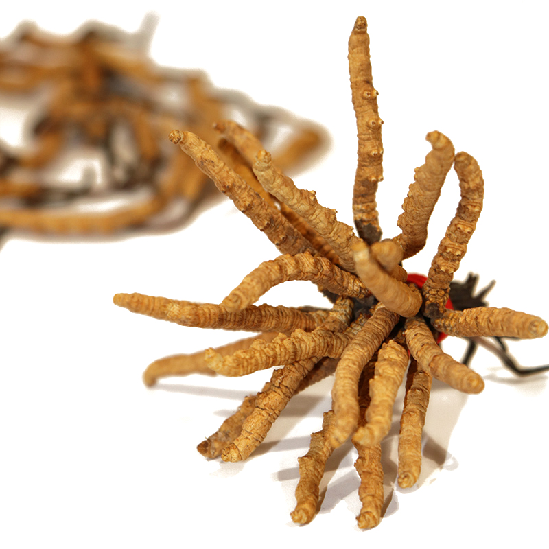 Hong Kong Kai Tai Cordyceps King Cordyceps Sinensis (Premium Grade) (20g)