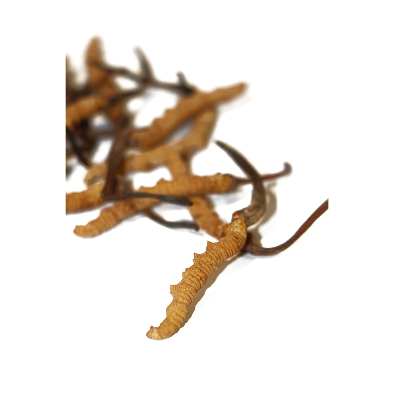 Hong Kong Kai Tai Cordyceps King Cordyceps Sinensis (Premium Grade) (20g)