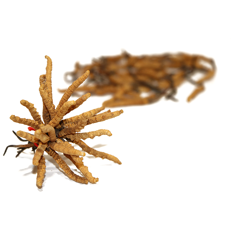 Hong Kong Kai Tai Cordyceps King Cordyceps Sinensis (Premium Grade) (20g)