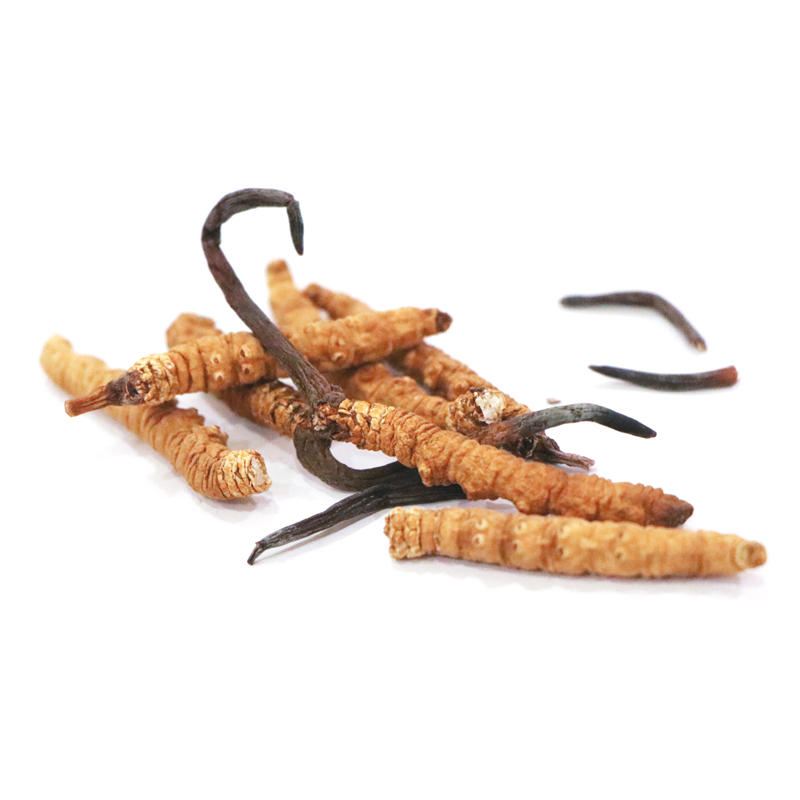 Hong Kong Kai Tai Cordyceps King Cordyceps Sinensis (Premium) (20g)