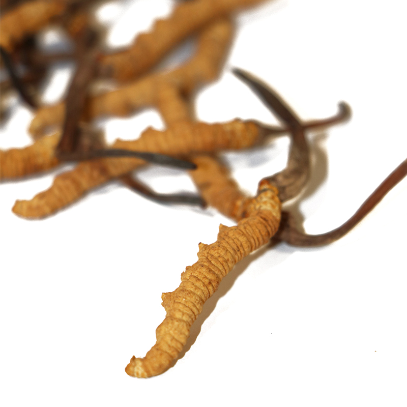 Hong Kong Kai Tai Cordyceps King Cordyceps Sinensis (Premium Grade) (20g)