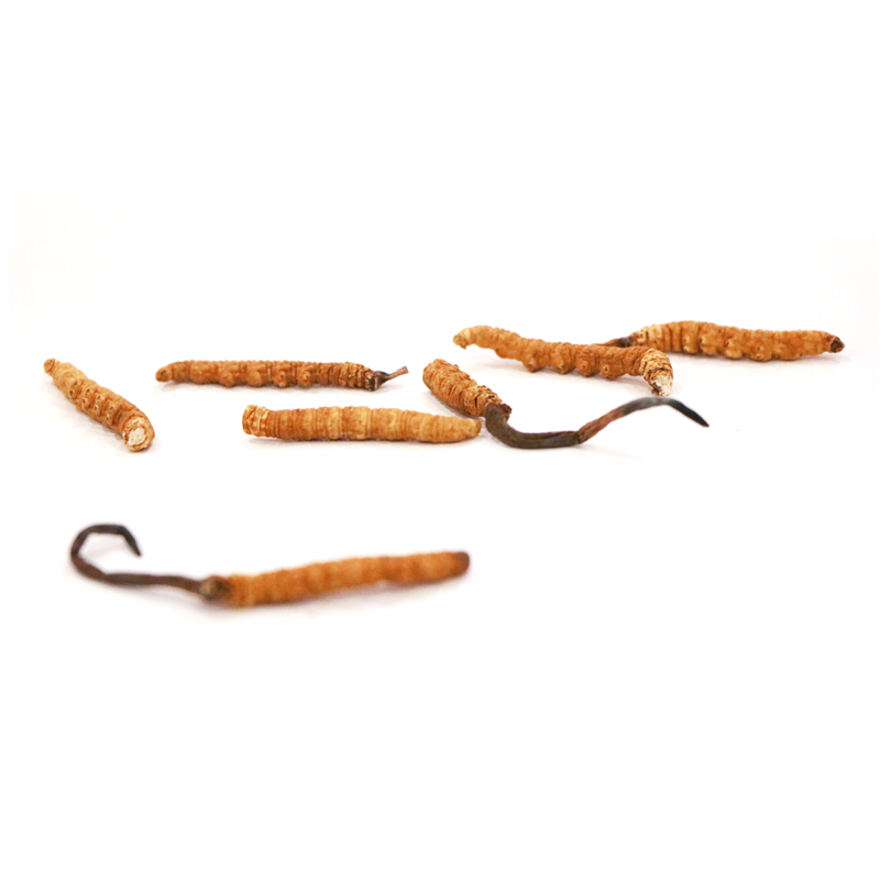 Hong Kong Kai Tai Cordyceps King Cordyceps Sinensis (Premium) (20g)