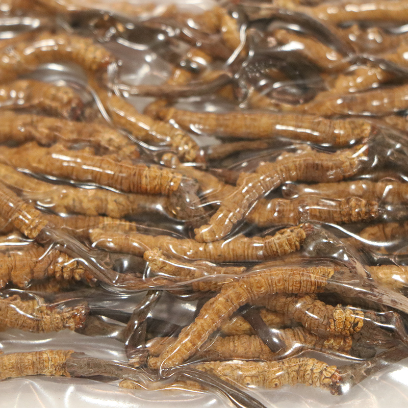 Hong Kong Kai Tai Cordyceps King Cordyceps Sinensis (Grade 3) (10g)