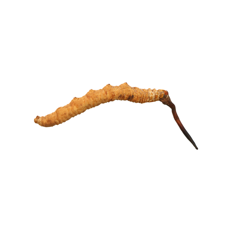 Hong Kong Kai Tai Cordyceps King Cordyceps Sinensis (Grade 2) (20g)