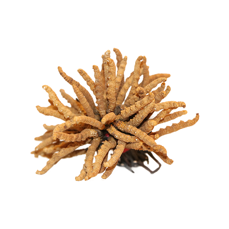 Hong Kong Kai Tai Cordyceps King Cordyceps Sinensis (Premium Grade) (20g)